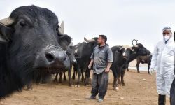 حظر دخول المواشي الى بغداد.. وتصريح مقلق عن تحول الحمى النزفية الى وباء